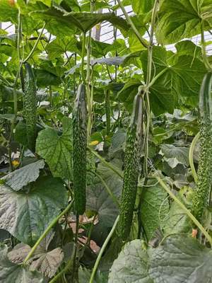 武汉嫁接黄瓜苗 批发品种