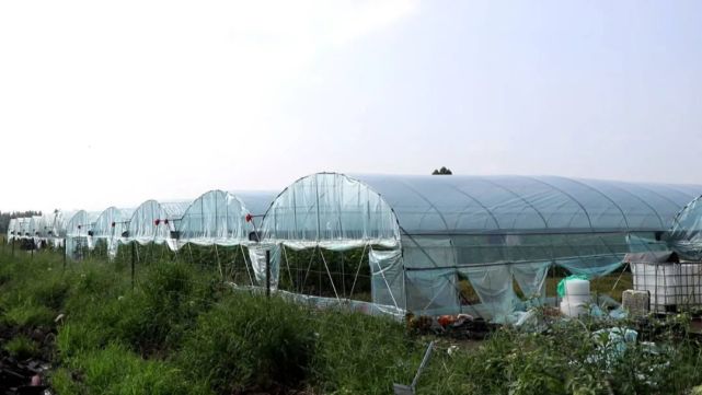 【"暑"你最美致敬高温下的劳动者】战高温斗酷暑 新型职业农民田间忙