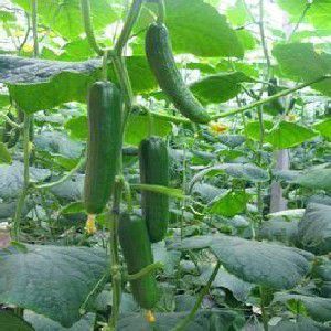 【供应嫁接黄瓜苗批发//寿光嫁接黄瓜苗//嫁接黄瓜苗价格图片】供应嫁接黄瓜苗批发//寿光嫁接黄瓜苗//嫁接黄瓜苗价格