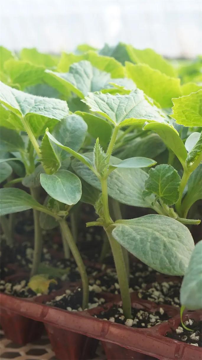 黄瓜苗,四季可种植,连续结瓜能力强 #嫁接黄瓜苗 #嫁接黄瓜
