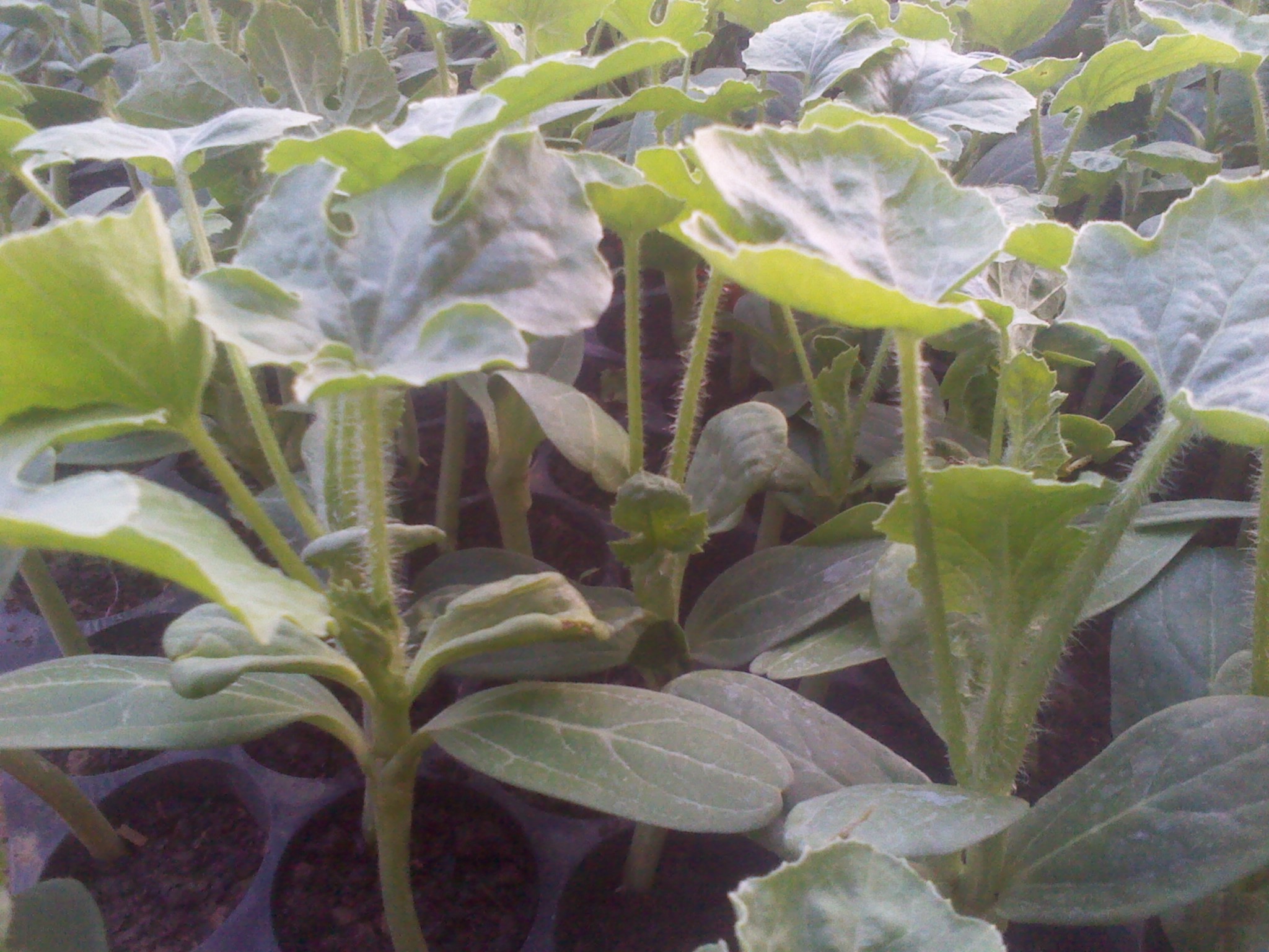 黄瓜种苗 0.55/棵 嫁接黄瓜苗 强雌油亮 短把密刺苗.