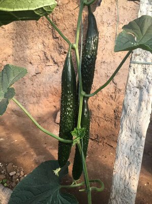 [黄瓜苗批发]辽宁葫芦岛建昌县黄瓜苗 0.65元/棵嫁接水黄瓜苗 _ 一亩田