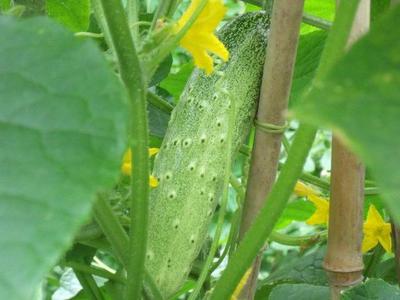 高效益、高产量,旱黄瓜栽培管理