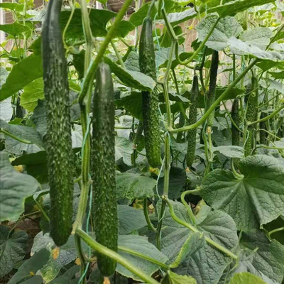 承德黄瓜嫁接苗 密刺大黄瓜苗 嫁接黄瓜苗基地