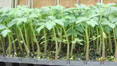 济源黄瓜苗厂家 嫁接粉西红柿苗18765361637