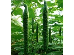 嫁接黄瓜苗 济南黄瓜苗_中国贸易网