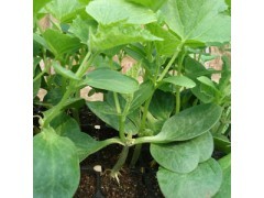 供应高产量的嫁接黄瓜苗 厂家直销_中国贸易网