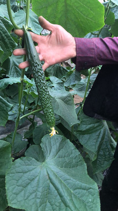 【黄瓜种苗 越夏耐热 粗把密刺强雌 油亮 嫁接黄瓜苗名扬1-8】