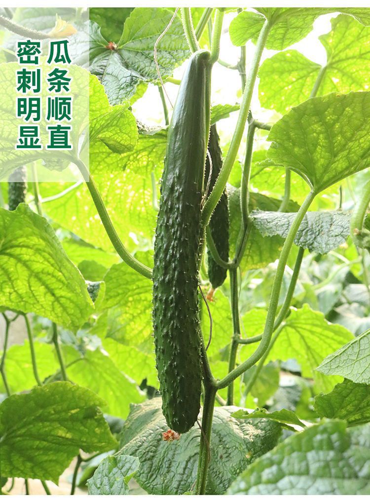 寿光黄瓜苗高产无刺水果露天种植抗病阳台盆栽种子嫁接秧苗
