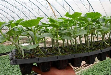 滑县嫁接黄瓜苗基地 黄瓜育苗基地批发