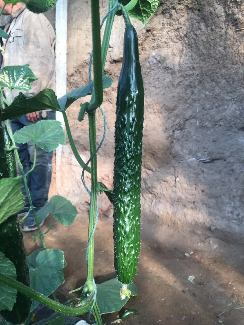 嫁接水黄瓜苗旱黄瓜苗越冬早春约夏