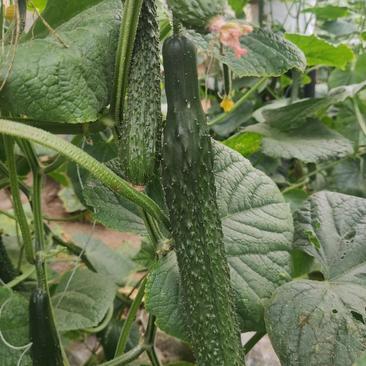 [黄瓜苗批发]山东潍坊寿光市黄瓜苗 0.50元/棵黄瓜苗 嫁接 _ 一亩田