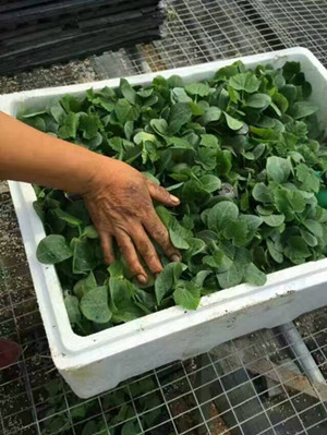 金华育黄瓜嫁接苗基地 哪有卖黄瓜种苗