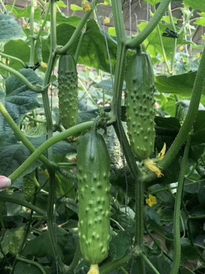 嫁接水果黄瓜苗