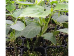 临沂黄瓜苗 黄瓜嫁接苗_中国贸易网