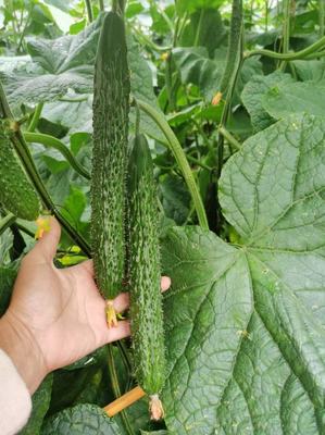 [黄瓜苗批发]山东潍坊寿光市黄瓜苗 0.60元/棵黄瓜种苗,嫁接 _ 一亩田