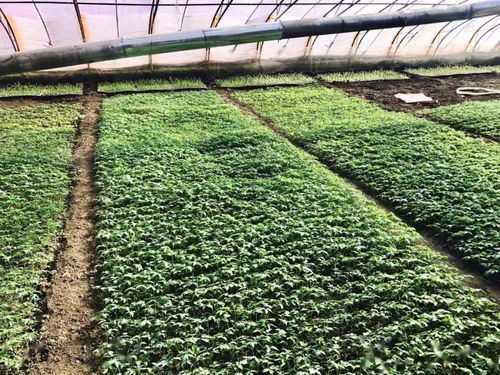 三月春耕忙,地产蔬菜鲜