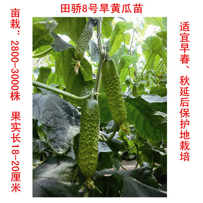 田骄七号旱黄瓜苗 嫁接旱黄瓜苗 黄瓜育苗基地