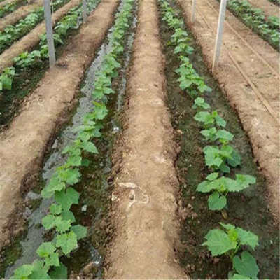 嫁接种苗黄瓜苗厂家全国发货 强雌黄瓜苗