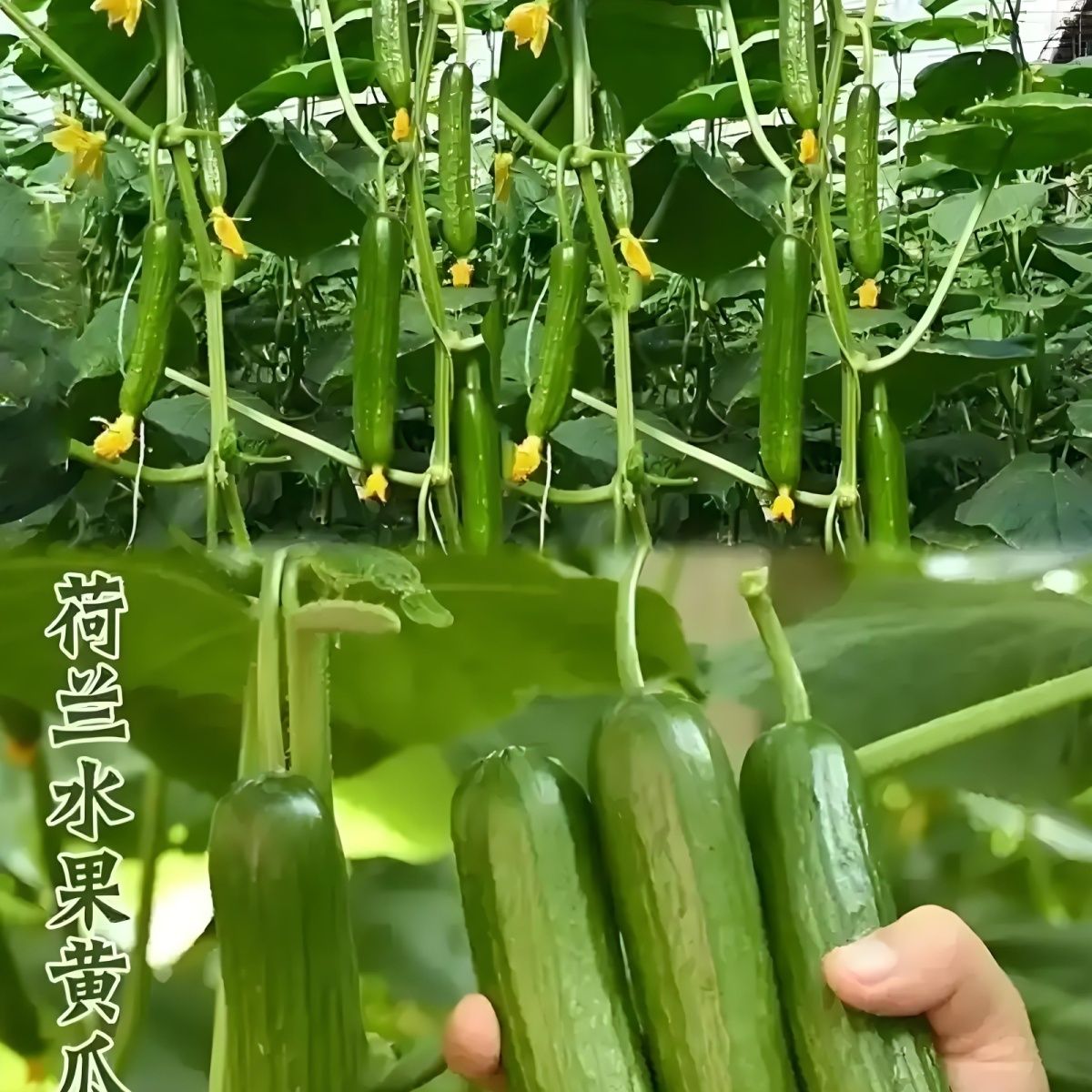 黄瓜苗水果黄瓜秧苗盆栽苗嫁接黄瓜秧苗四季阳台玉女黄瓜蔬菜种苗