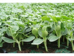 春季保护地种植黄瓜苗、嫁接黄瓜苗_中国贸易网