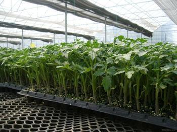 供应抗病毒黄瓜苗 黄瓜苗嫁接 高产黄瓜苗 寿光仁禾种业-寿光市仁禾红豆杉苗木基地