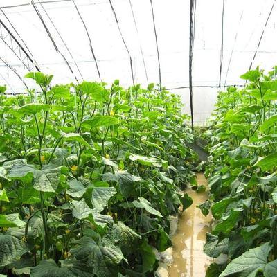 温室大棚黄瓜苗方便运输 温室大棚黄瓜苗