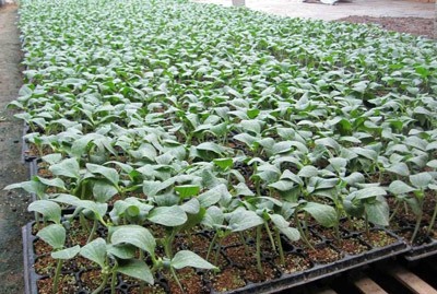 张家口黄瓜种苗 嫁接黄瓜苗育苗场