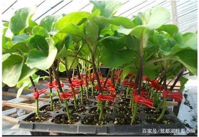 黄瓜嫁接竟如此简单,手把手教大家学会嫁接黄瓜苗(图解)