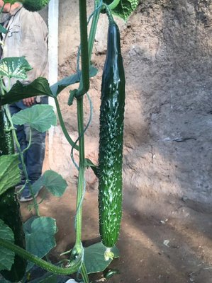 [黄瓜苗批发]辽宁葫芦岛建昌县黄瓜苗 0.65元/棵嫁接水黄瓜苗 _ 一亩田