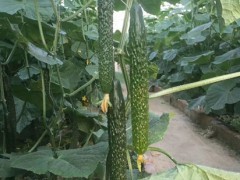 垣曲县黄瓜苗 黄瓜嫁接育苗厂