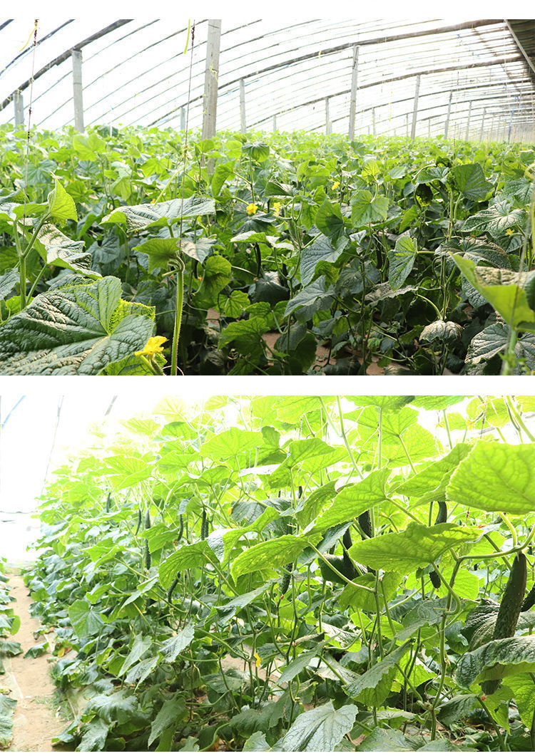 寿光黄瓜苗高产无刺水果露天种植抗病阳台盆栽种子嫁接秧苗