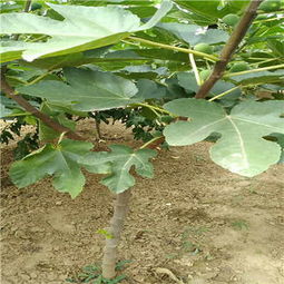 定州市中农矮生无花果树苗剪修介绍