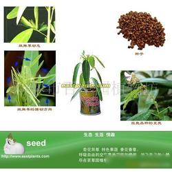 植物种苗批发 植物种苗供应 植物种苗厂家 