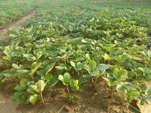 草莓苗图片和价格信息面向地区 宁夏吴忠