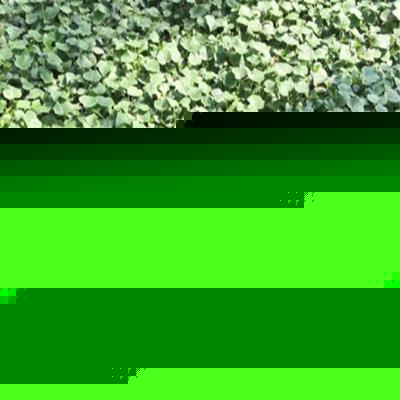 嫁接种苗黄瓜苗厂家全国发货 强雌黄瓜苗