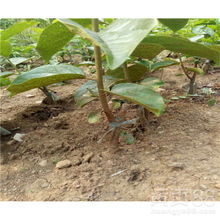 【斤柿柿子苗、斤柿柿子苗多少钱一棵】- 