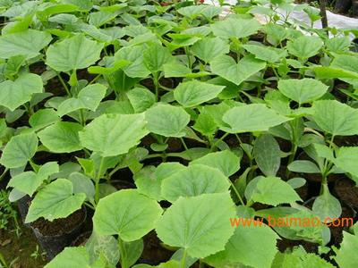 各类蔬菜种苗-黄瓜苗嫁接