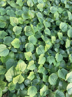 成都预定黄瓜苗 瓜码密