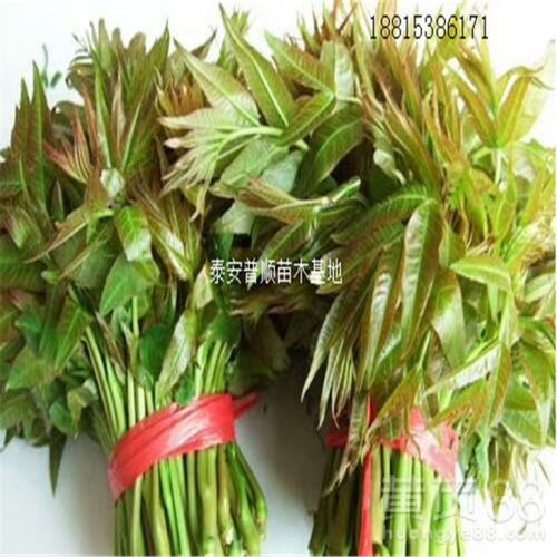 【深圳香椿苗厂家直销 红油香椿树 香椿树苗基地】- 