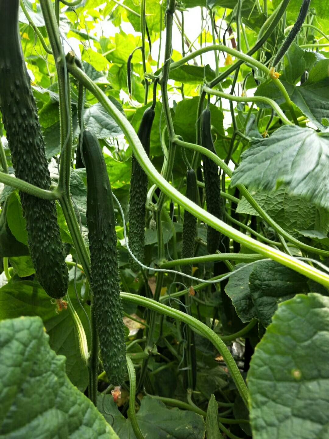 陇南嫁接黄瓜苗 批发品种