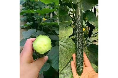 黄瓜种苗 黄瓜嫁接苗 早春茬绿瓤绿肉黄瓜苗