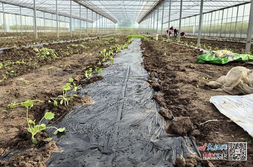 柴桑区城子镇 瓜苗移栽农户忙 组图