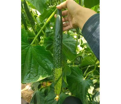 黄瓜种苗 德瑞特178黄瓜苗