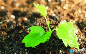 刚发芽的嫩绿幼苗 高清壁纸 20p fly社区 powered