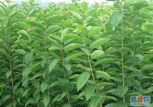 【四川西昌车厘子树苗的图片】-凉山州易登网