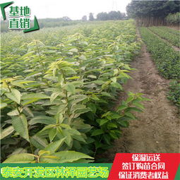 红灯樱桃苗今日报价图云南育苗基地