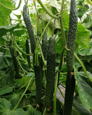 黑油亮青瓜苗-嫁接黄瓜苗强雌-短把黄瓜苗密刺