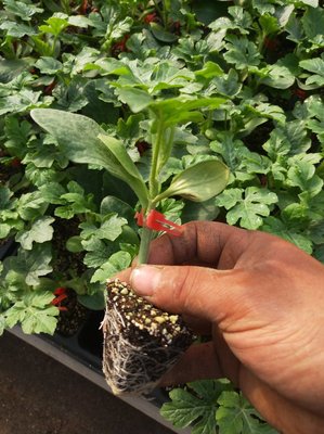 西瓜苗嫁接黄瓜苗