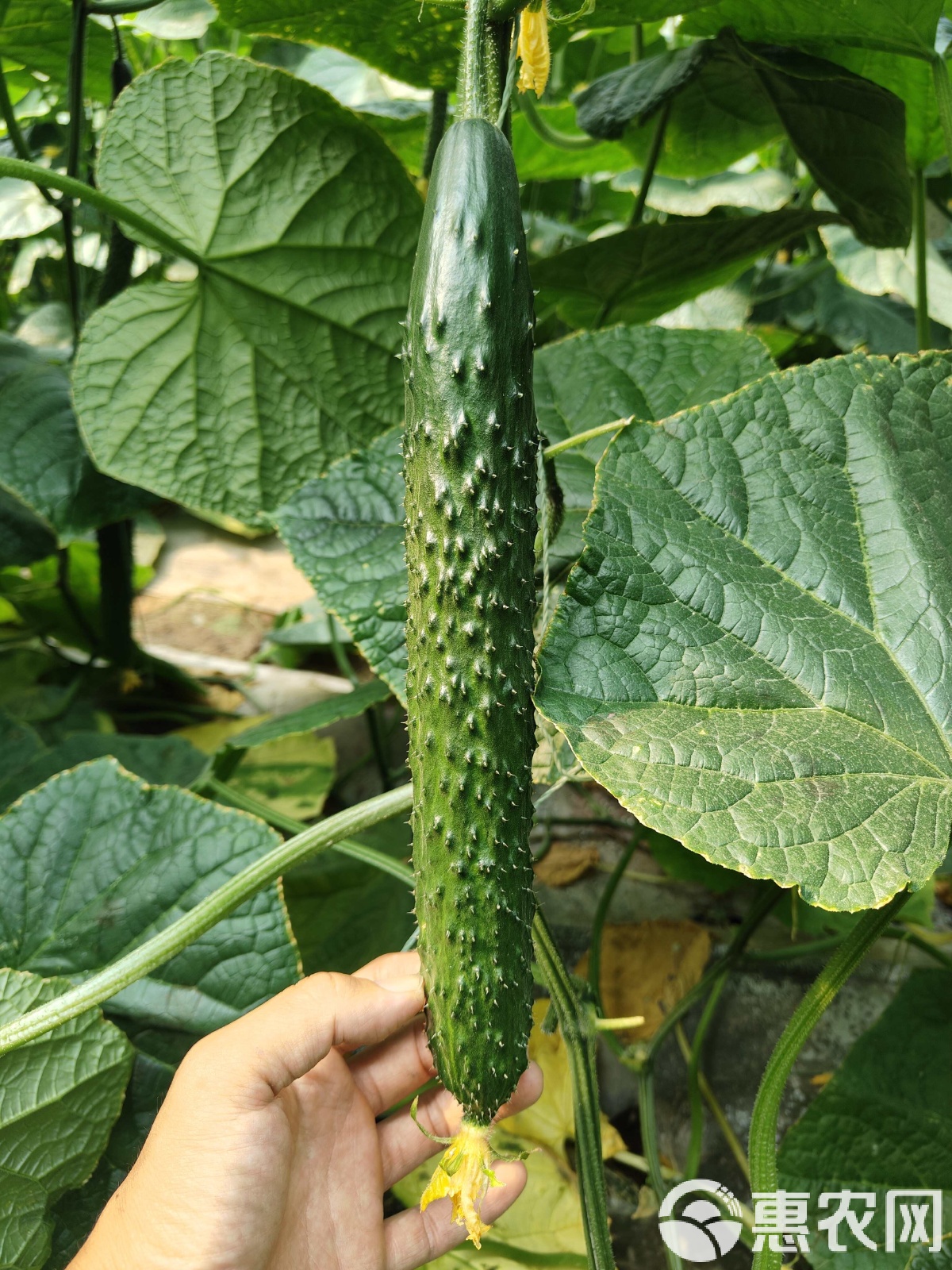 嫁接黄瓜苗 短把密刺黄瓜苗 强雌油亮顺直黄瓜苗 绿瓤